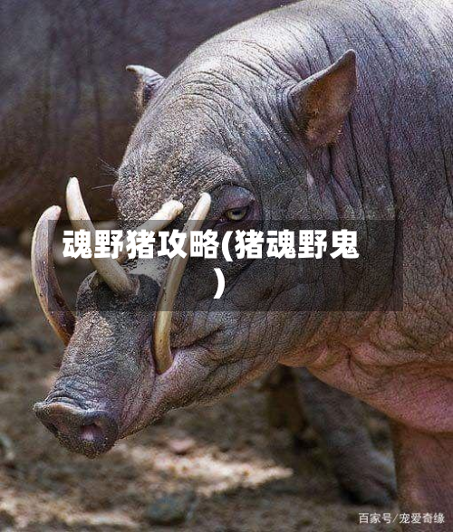 魂野猪攻略(猪魂野鬼)
