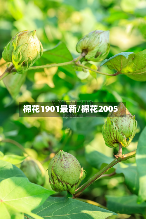 棉花1901最新/棉花2005
