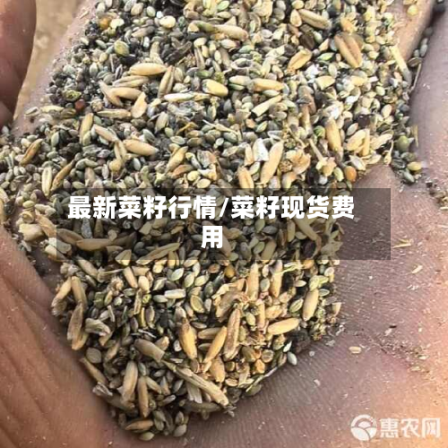 最新菜籽行情/菜籽现货费用