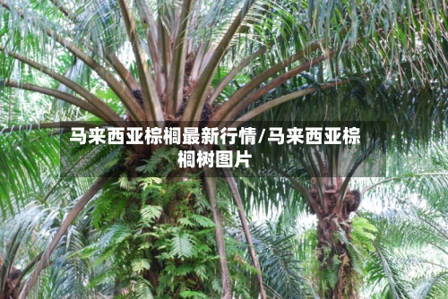马来西亚棕榈最新行情/马来西亚棕榈树图片