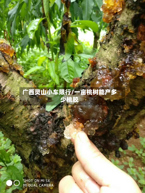 广西灵山小车限行/一亩桃树能产多少桃胶-第2张图片