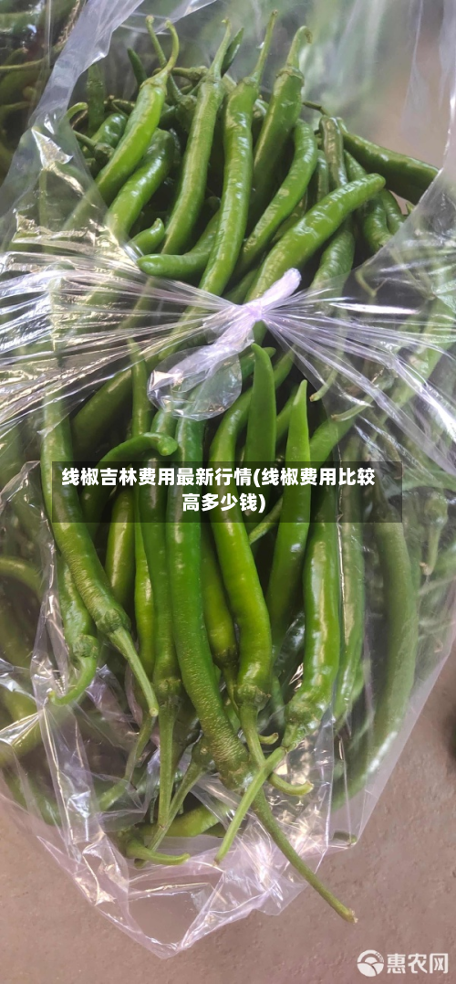 线椒吉林费用最新行情(线椒费用比较高多少钱)