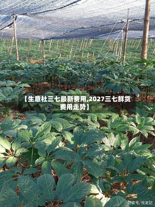 【生意社三七最新费用,2027三七鲜货费用走势】-第3张图片