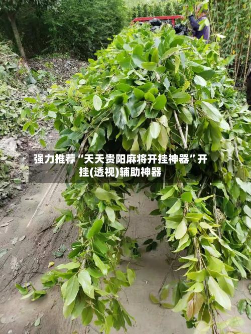 强力推荐“天天贵阳麻将开挂神器”开挂(透视)辅助神器