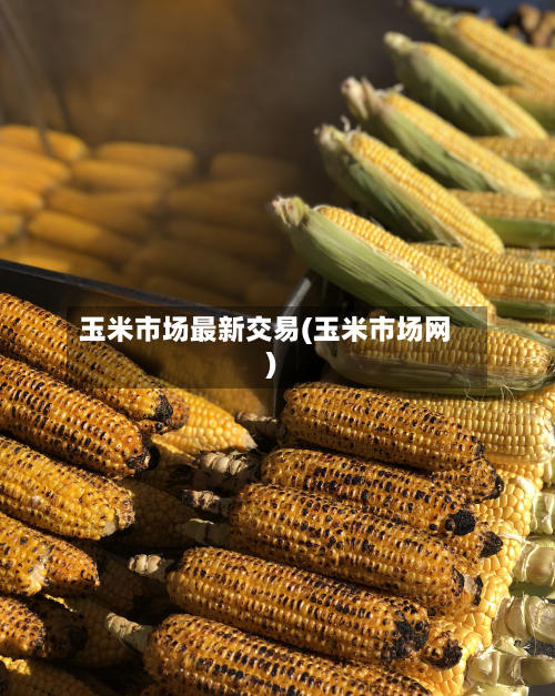 玉米市场最新交易(玉米市场网)