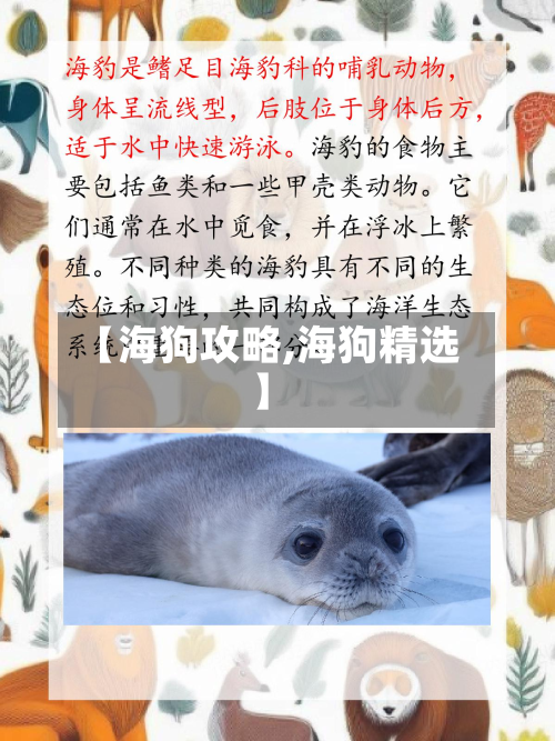 【海狗攻略,海狗精选】-第2张图片