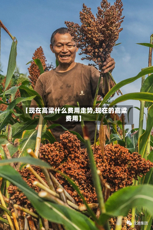 【现在高粱什么费用走势,现在的高粱费用】