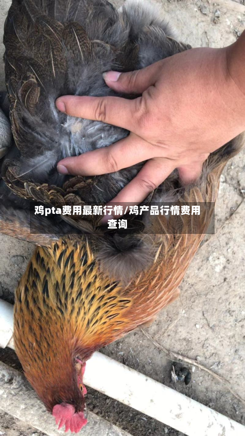 鸡pta费用最新行情/鸡产品行情费用查询-第3张图片