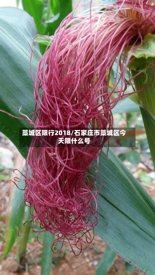 藁城区限行2018/石家庄市藁城区今天限什么号
