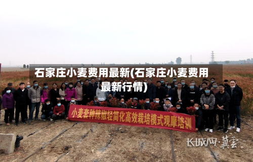 石家庄小麦费用最新(石家庄小麦费用最新行情)
