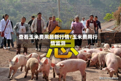 查看玉米费用最新行情/玉米费用行情监测-第2张图片