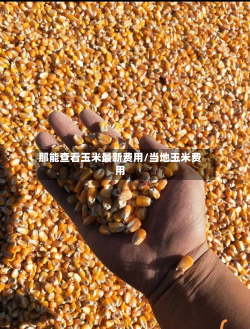 那能查看玉米最新费用/当地玉米费用