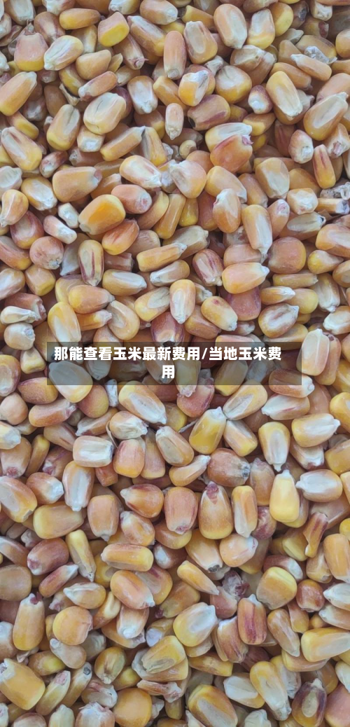 那能查看玉米最新费用/当地玉米费用-第2张图片