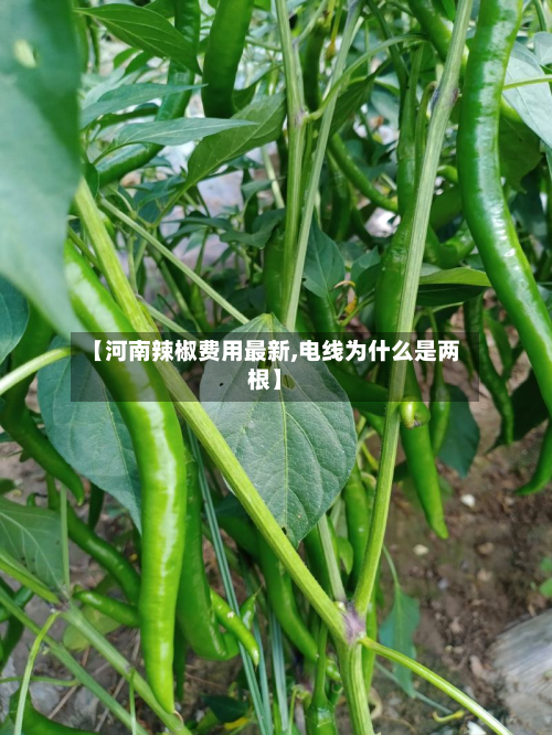 【河南辣椒费用最新,电线为什么是两根】-第2张图片
