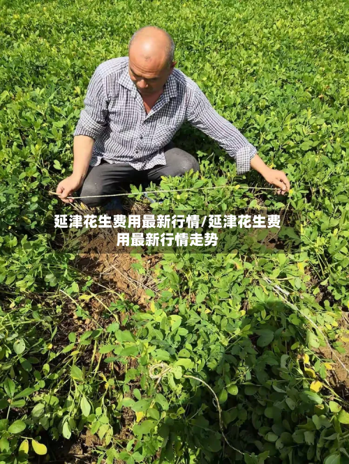 延津花生费用最新行情/延津花生费用最新行情走势