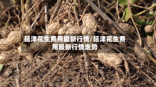 延津花生费用最新行情/延津花生费用最新行情走势-第3张图片