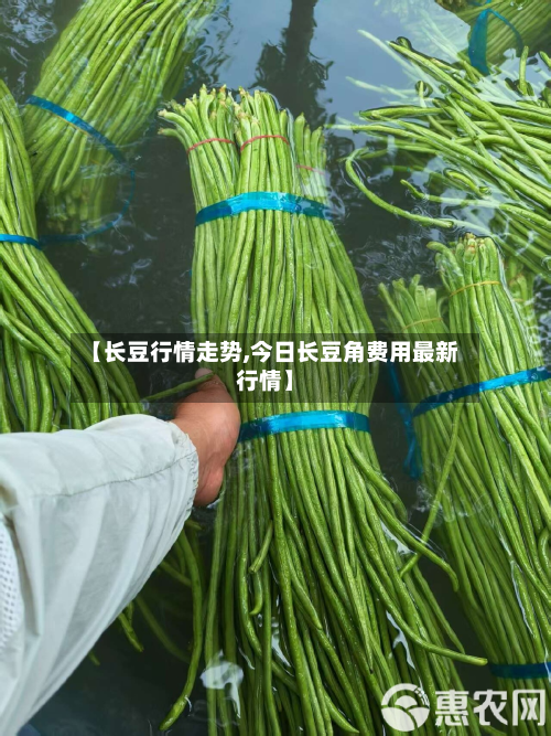 【长豆行情走势,今日长豆角费用最新行情】